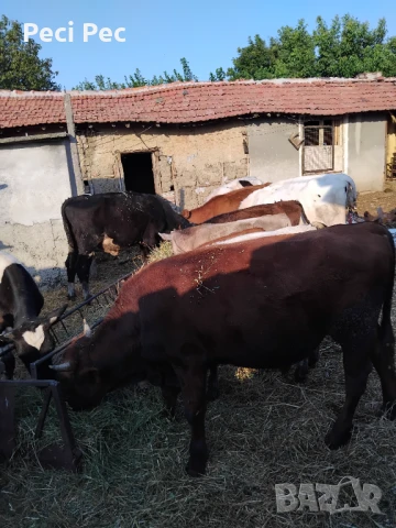 Телета, снимка 1