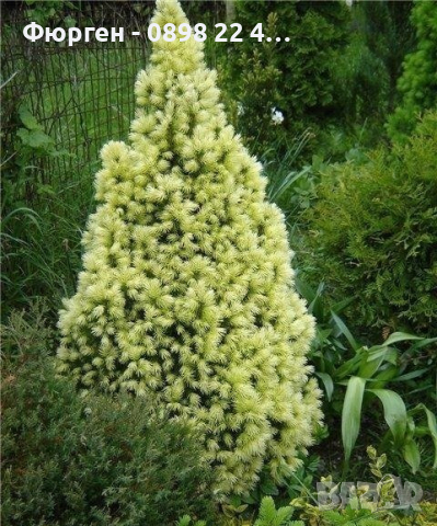 Канадски Смърч ”Дейзи Уайт” / Picea glauca ’Daisy’s White’, снимка 1 - Разсади - 45012802