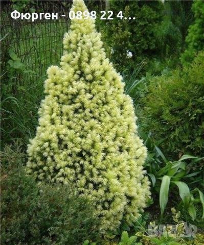 Канадски Смърч ”Дейзи Уайт” / Picea glauca ’Daisy’s White’, снимка 1 - Разсади - 45012798