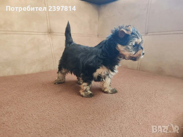 Йоркширски териер - женско , снимка 7 - Йоркширски териер - 53610267