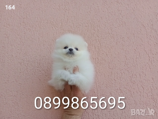 Померани. Бели кученца, очакват новият си дом !