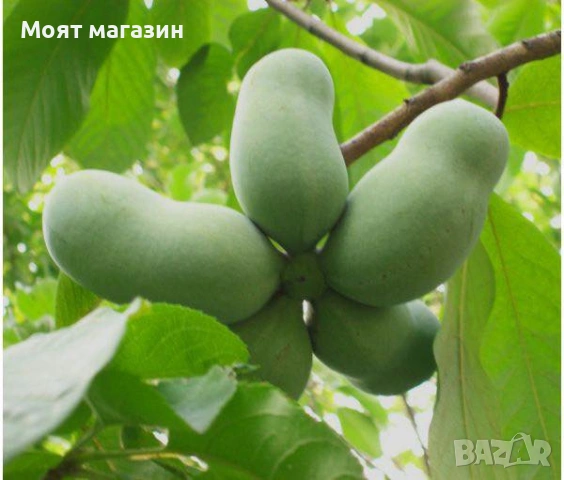 Асимина индиански банан, снимка 4 - Градински цветя и растения - 53632460