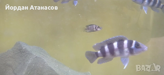 Neolamprologus tretocephalus, снимка 2 - Рибки - 53622764