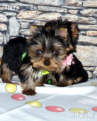 продавам, снимка 8 - Йоркширски териер - 53638939