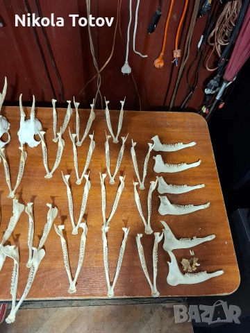 Продават се рога и челюсти , снимка 7 - Антикварни и старинни предмети - 54060194