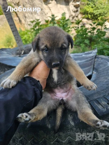 Малки кангалчета, снимка 1