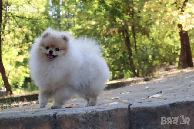 Уникално момиченце померан с родословие FCI, снимка 9 - Померан - 50219721