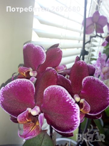 Орхидеи, снимка 3 - Стайни растения - 45097417