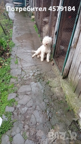 лагото Романьоло 