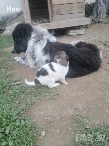 Българско овчарско куче , снимка 4 - Каракачанска овчарка - 45134405