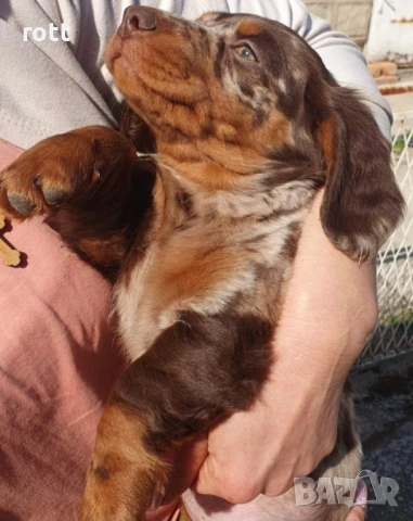 Дакел, снимка 3 - Дакели - 53868880