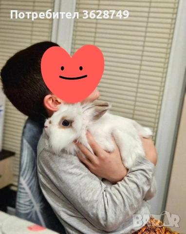 Декоративно зайче, снимка 2 - Декоративни зайчета - 54135050