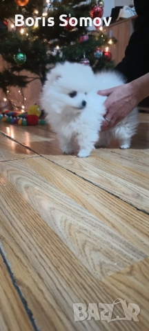 Куче, снимка 3 - Шпиц - 52702999