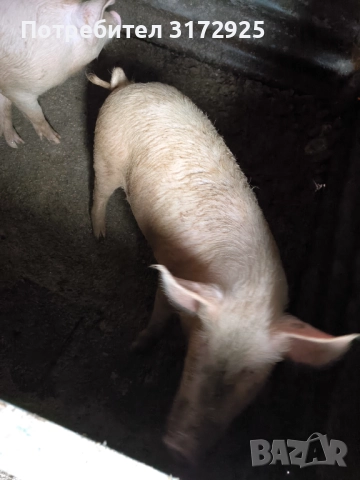 Продавам прасета , снимка 14 - Прасета - 52669901