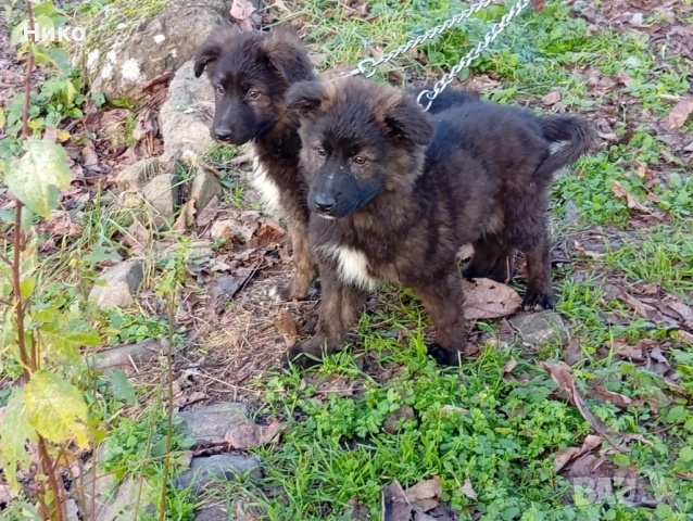 Черни немски овчарки 