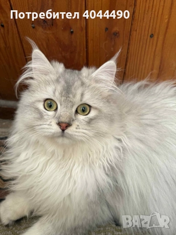 Британска дългокосместа сребърна чинчила, снимка 2 - Чинчили - 50918521