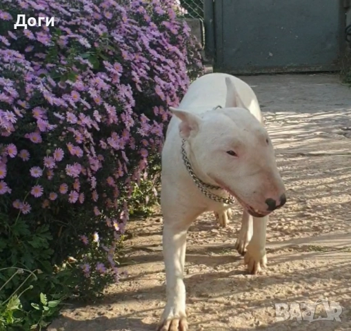 Продавам Бултериер 