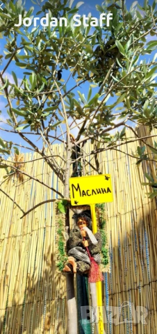 Отдавам парцел под наем за поставяне на каравана ,кемпер или Вендинг автомати и реклама- плаж Каваци, снимка 7 - Парцели - 53096443