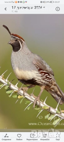 Гамбелови пъдпъдъци , снимка 4 - други­ - 52923874