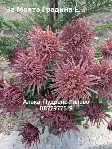 Хризантема разсад за юни месец!!, снимка 16 - Разсади - 54032482