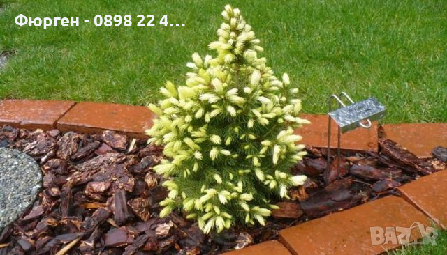 Канадски Смърч ”Дейзи Уайт” / Picea glauca ’Daisy’s White’, снимка 5 - Разсади - 45012798