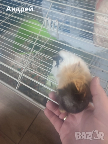 Морски свинчета , снимка 4 - Морски свинчета - 52919769