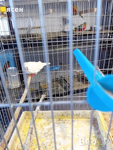 Продавам чифт зеброви амадини , снимка 2 - Амадини - 53871623