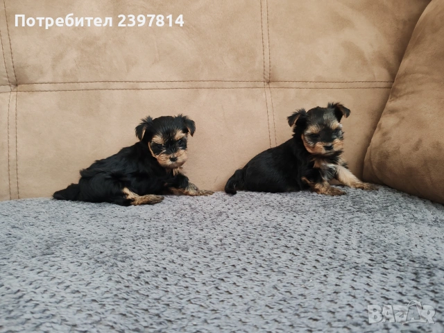 Йоркширски териер , снимка 10 - Йоркширски териер - 53610267