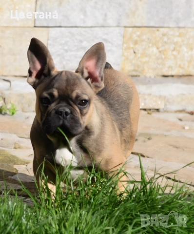 Френски булдог, снимка 7 - Френски булдог - 51957534