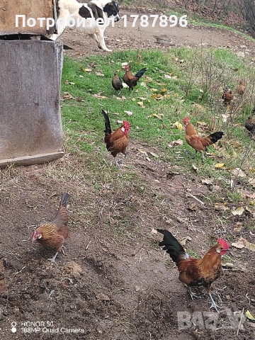 Продавам декоративни кокошки , снимка 10 - други­ - 52547741