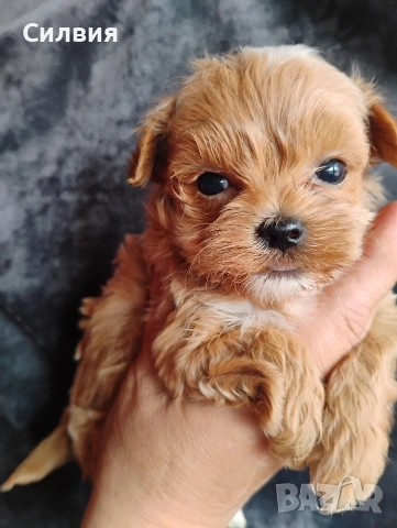 предлагам малтипу момчета, снимка 2 - Пудели - 53936425