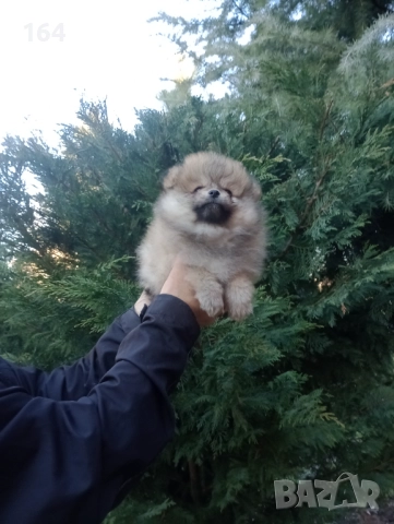 Померани. Момиченце. Реални снимки от 29.12.25 г., снимка 2 - Померан - 52876428