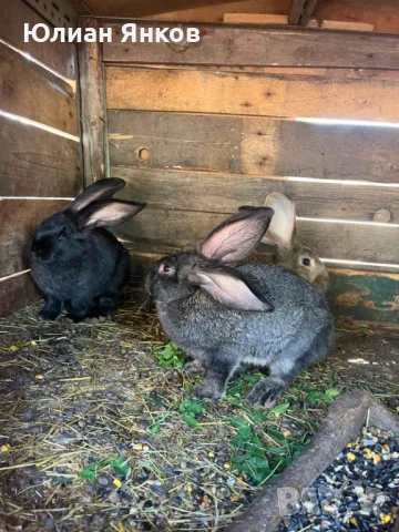 Продавам зайци 