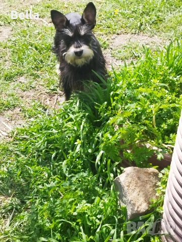 Мини шнауцер , снимка 10 - Други - 54053419