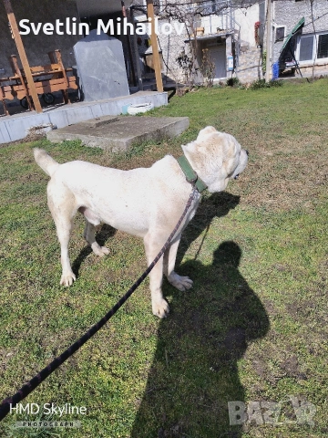 Продавам Мьжки Алабай Ваксиниран обезпаразитен , снимка 3 - Алабай - 53498408
