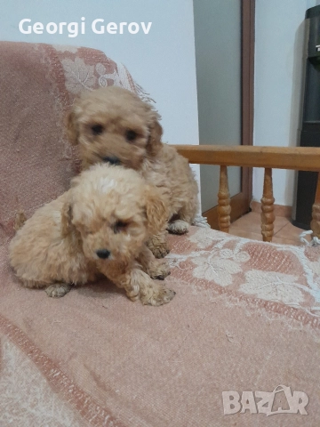 Продавам мини пудели 