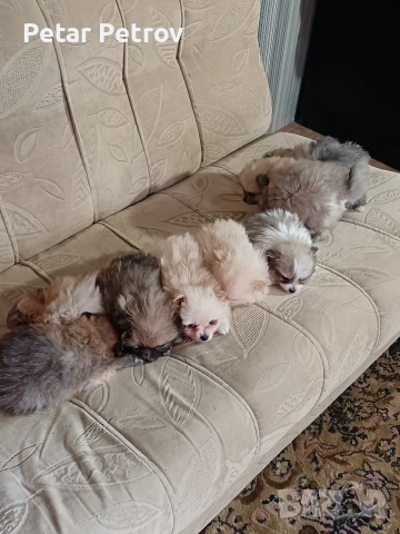 Шпиц мини , снимка 14 - Шпиц - 52812758