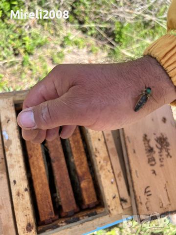 Пчелни майки и отводки, снимка 1 - Стоки за пчели - 40875299