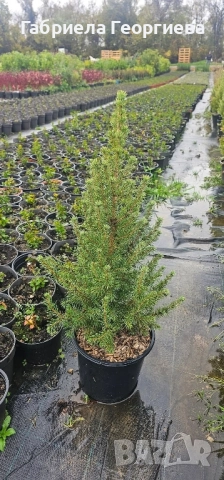 Коника , снимка 3 - Градински цветя и растения - 52371469