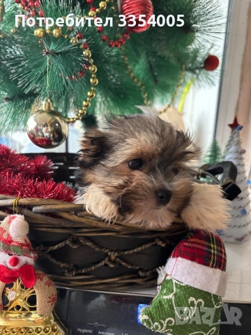 йорки бивър мини, снимка 4 - Йоркширски териер - 52897820