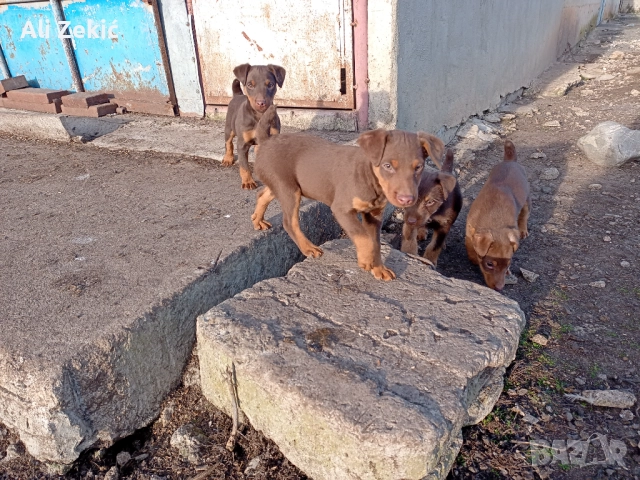 Продавам , снимка 5 - Ягдтериер - 52442795