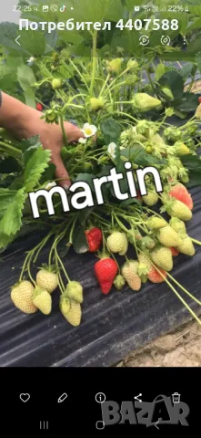 Расзад ягоди и малини , снимка 2 - Разсади - 49392303