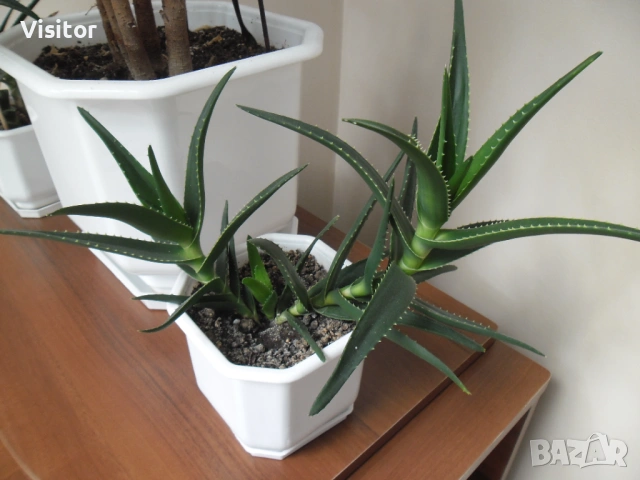 фотоапарат Samsung ES90 - 14.2 Мрх, снимка 17 - Фотоапарати - 53635846