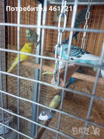 Вълнисти папагали . 20 лв. за брой