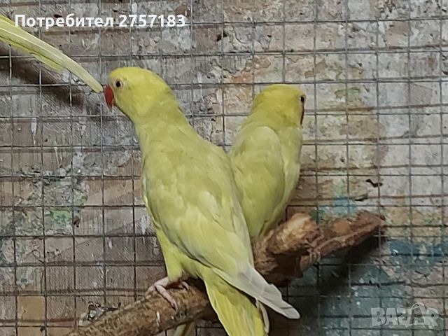 продавам папагали малак Александър 2023г , снимка 6 - Папагали - 46436641