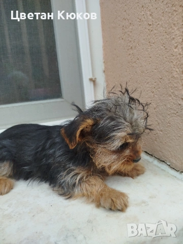 мини йоркширски териер , снимка 3 - Йоркширски териер - 54164723
