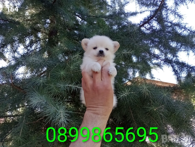 Мини Шпиц - Померан, снимка 3 - Померан - 53795072