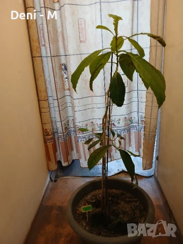 Авокадо 120см.