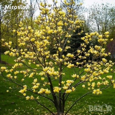 Магнолия -(''Жълт фенер''), снимка 2 - Градински цветя и растения - 45433900