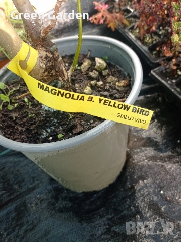 Магнолия Yellow bird 